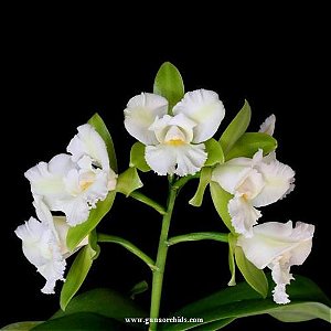 Epc. Siam Jade 'AVO' 1 - Botoes