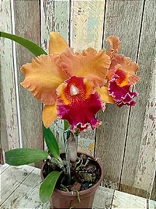 Blc. Mirian Suzuki 'Orange Crush' - Botoes + Frente com Espata