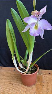 Bc. (Pastoral Innocence x Maikai Mayumi) - Florida*