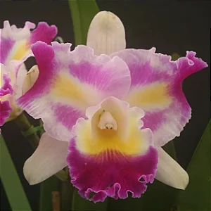 Cattleya (Colorama x Irene Finney) - 2 Frentes com Botoes