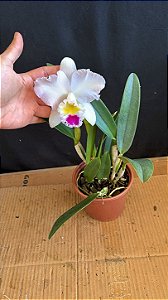 Lc. Pure Soul 'Yutaka Morimoto' - Florida