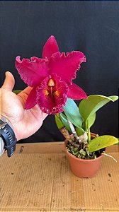 Blc. Chia Lin 'New City' 1 - Florida