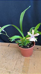 Miltonia Brasileira Hybrid 2