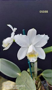 Cattleya Loddigesii Alba - Oferta (12 unidades apenas)