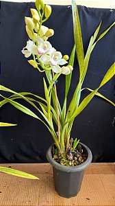 Cymbidium Pleiades 1 - Florido