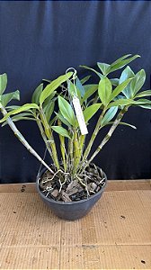 Dendrobium (Densiflorum x Thyrsiflorum) - Cuia Gigante