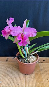 Blc. (Maikai Mayumi x Amazing Thailand) - Adulta (3368