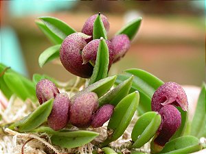 Acianthera Bragae - Pre Adulta (Micro)