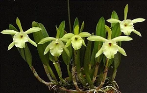 Rhyncholaelia Glauca - Tamanho 3