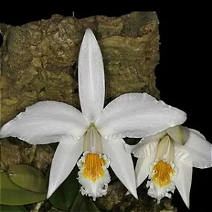 Hadrolaelia Jongheana Alba - Pre Adulta