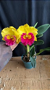Cattleya Thong Suphan Gold - Adulta