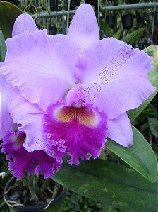 Blc. Turandot 'Araraquara' - Adulta