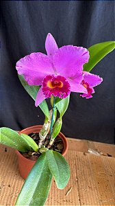 Cattleya (Aloha Case 'Ching Hua' x Irene Finney) - Florida