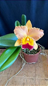 Blc. (Chyong Guu Chaffinch x Queen of Carnival) - Florida + Espata