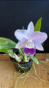 Lc. Mini Purple Coerulea 'Suzuki' - Florida (Otima Forma)
