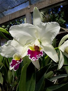 Cattleya Labiata Semi-Alba - Espata Floral