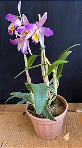 Lc. (Issy x Nobile's Confetti) 2 - Cacho de Flores + Espatas Florais (Flamea)