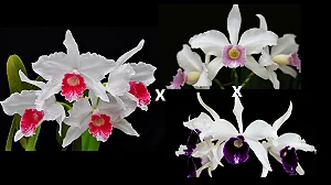 Laelia Purpurata Carnea x (Delicata x Roxo-Violeta) 7