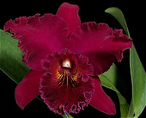 Blc. Chia Lin 'New City' - 2 Botoes