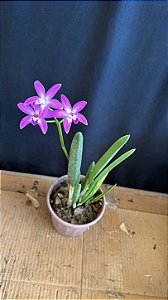 Laelia Rupestris - Florida