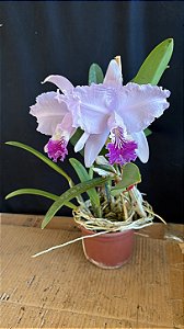 Cattleya Lueddemanniana Coerulea 1 - 2 Flores GIgantes (Top)