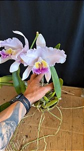 Cattleya Lueddemanniana Coerulea 2 - 2 Flores GIgantes (Top)
