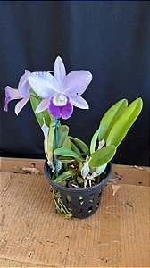 Lc. Mini Purple 'Coerulea' 2 - 2 Flores + Super Cheio