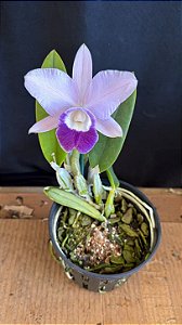 Lc. Mini Purple 'Coerulea' 3 - Florida + Brotacao