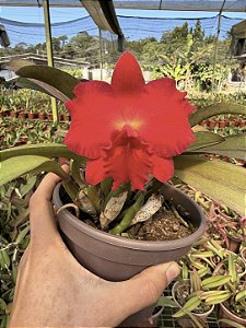 Cattleya Fire Crown 'Johnny' 2