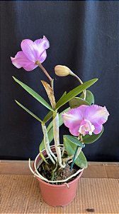 Cattleya Loddigesii Flamea 1 - 3 Frentes Floridas