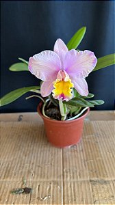 Lc. (Issy x Nobile's Confetti) - Florida (Boa Forma)