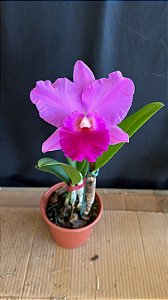 Blc. (Irene Finney x Aloha Case 'Ching Hua') - Florida