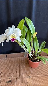 Blc. (Pastoral 'Aniel Carnier' x Chief Journey 'First Choice') - 2 Flores + Espata Floral