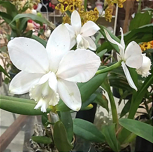 Cattleya Loddigesii Alba 2 - 2 Frentes com Botoes (Gigante)