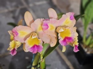 cattleya momilani rainbow - unico