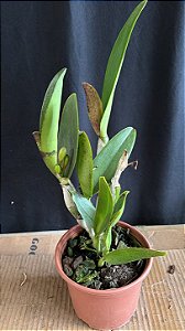 cattleya (loddigesii x tropical sunset) - 2 frentes com botoes + espata floral