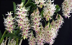 dendrobium amethystoglossum 2 - muitas hastes