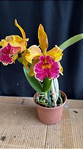 blc. (schilleriana x chunyeah 17) - 2 flores (boa cor e labelo)