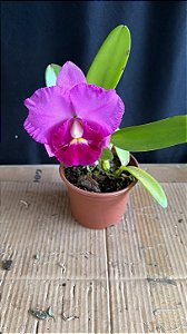 blc. (irene finney x aloha case 'ching hua' - florida (otima forma)