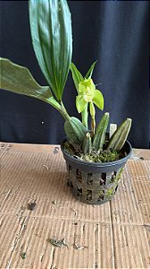 sudamerlycaste fimbriata
