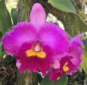 cattleya elegance dancer 'rouge' 1 - 3 botoes (flor gigantesca)