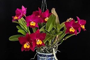 Pot. Hawaiian Prominence 'America' - 2 Botoes