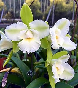 Epc. Siam Jade 'Avo' - Botoes Subindo