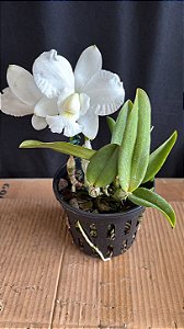 Cattleya Dolosa Alba - 2 Flores