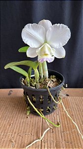 Cattleya Dolosa Albescens 1 - Perfeita