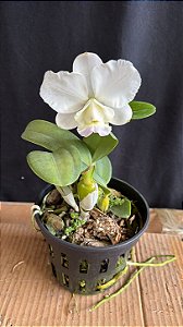 Cattleya Dolosa Albescens 2 - Perfeita