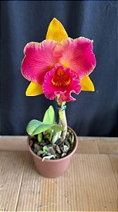 Blc. (Nobile's Wildfire x Goldenzelle) - Matriz