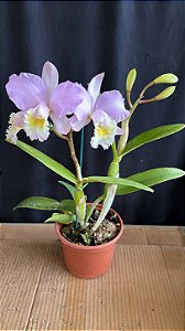 cattleya (montana spirit x samba parfait) - 2 frentes com flores