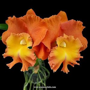 Cattleya Star of Siam 1 - 2 Botoes