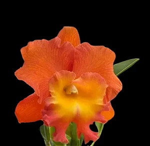 Cattleya Star of Siam 2 - 2 Botoes